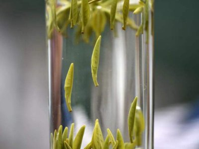 茶葉的專業(yè)知識，關(guān)于茶的基本知識大全