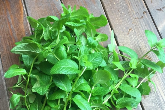薄荷茶的功效與作用，喝薄荷茶有什么好處？