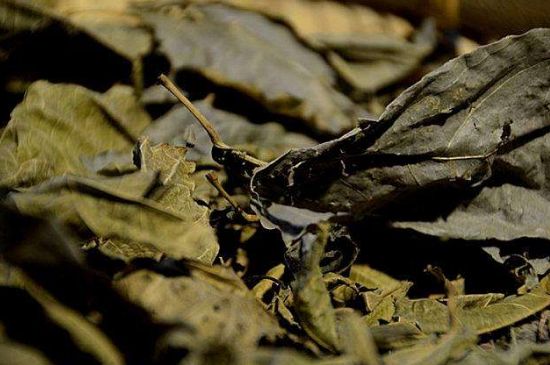 鷓鴣茶什么人不適合喝，鷓鴣茶的禁忌人群