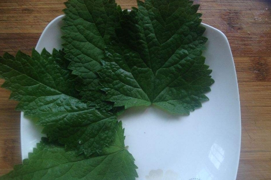 薄荷茶的功效與作用，喝薄荷茶有什么好處？