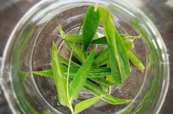 竹葉茶的禁忌，竹葉泡茶的功效禁忌