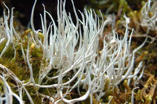 麗江雪茶的禁忌，白雪茶的副作用