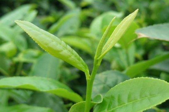 最耐泡的茶葉排名，什么茶葉經(jīng)久耐泡？