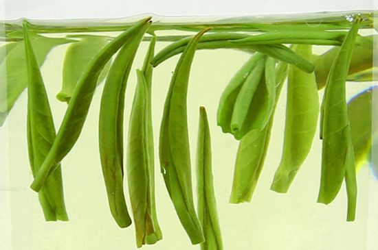 雀舌茶什么人不能喝，雀舌茶的功效與禁忌