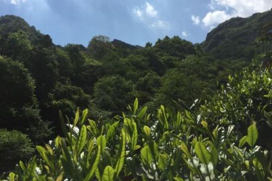 六安瓜片適合什么人喝，六安瓜片的功效與禁忌