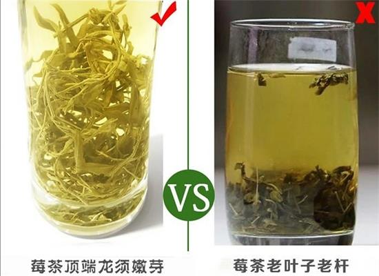張家界茅巖莓茶與藤茶是同一種茶嗎，藤茶跟莓茶一不一樣？