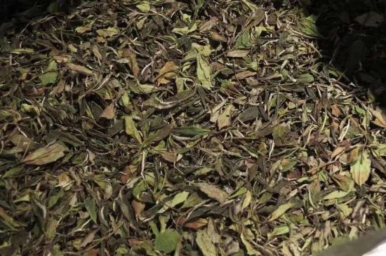 陳茶還是新茶好，茶葉是新茶好喝還是陳茶好喝