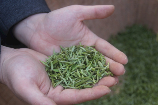 茶葉可以放冰箱嗎，茶需要放冰箱保存嗎