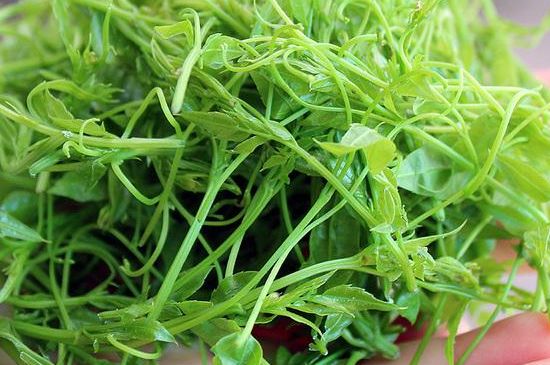 茅巖莓茶保質(zhì)期有多久，張家界莓茶存放時間長了還能喝嗎？