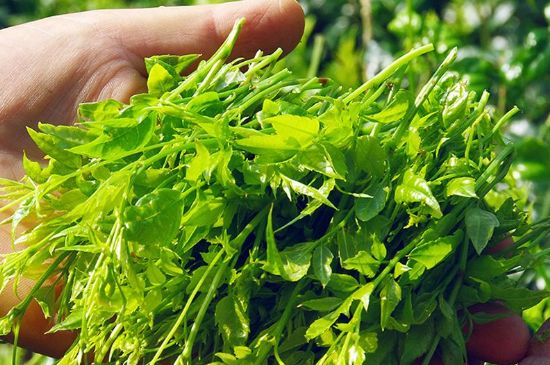 茅巖莓茶別名是什么，莓茶別名叫藤茶嗎？