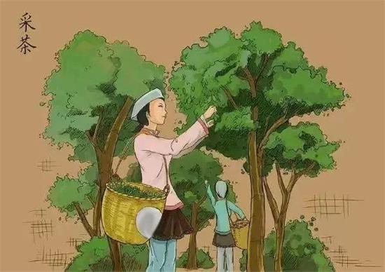 制茶八步驟，制茶工藝流程圖