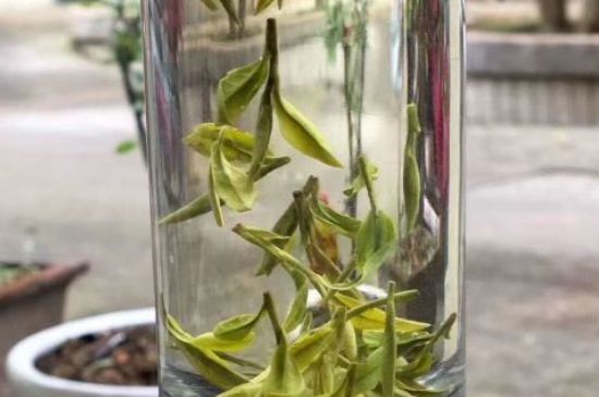 蒸汽煮茶器適合什么茶，蒸汽煮茶器適合用綠茶嗎？