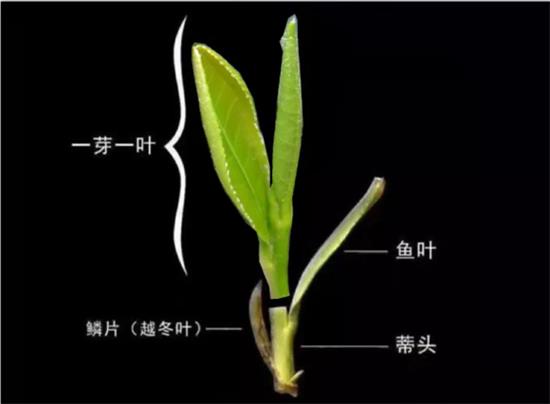 摘茶葉最快的方法，采摘茶葉怎么才能快？