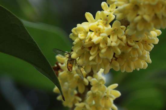 桂花茶禁忌，喝桂花茶有什么禁忌