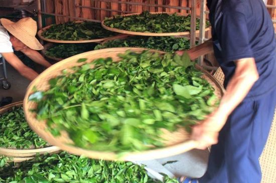 武夷巖茶的初制、精制加工工藝詳細講解