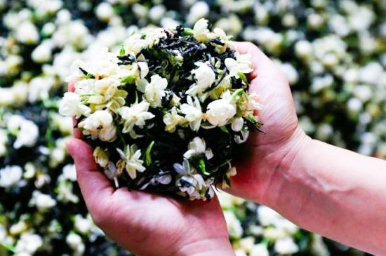 茉莉花和什么在一起喝好，茉莉花喝什么茶搭配？