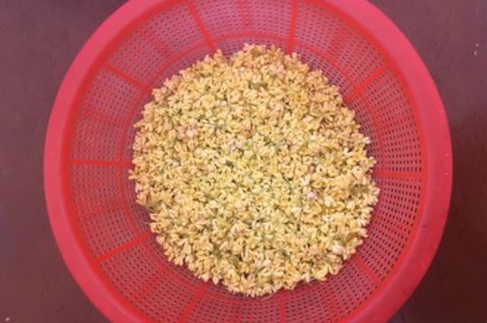 干桂花茶的制作方法，怎樣自制桂花茶？