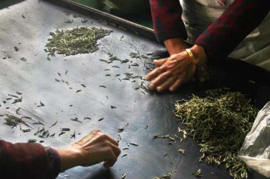 武夷巖茶的初制、精制加工工藝詳細講解