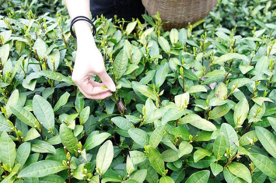 采茶的方法與步驟，如何正確采摘茶葉？
