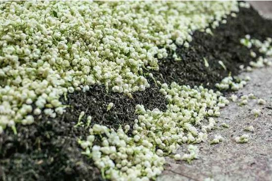 茉莉茶葉的功效與禁忌，什么人不適合喝茉莉花茶？