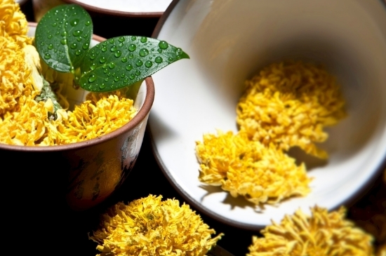 孕婦可以喝菊花茶嗎，菊花對胎兒有致畸作用？