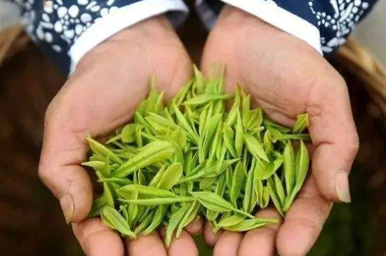 摘茶葉最快的方法，采摘茶葉怎么才能快？