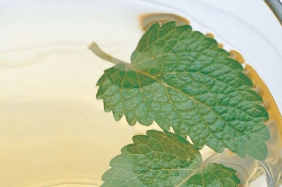 薄荷葉茶怎么制作，薄荷如何做成干茶葉