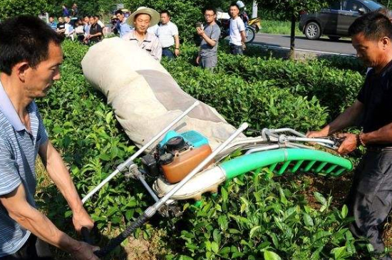 采茶的方法與步驟，如何正確采摘茶葉？