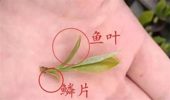 摘茶葉最快的方法，采摘茶葉怎么才能快？
