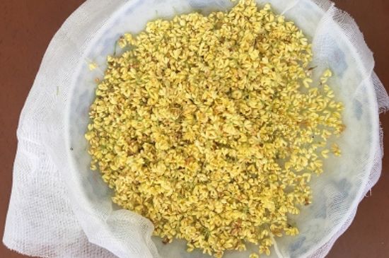 干桂花茶的制作方法，怎樣自制桂花茶？