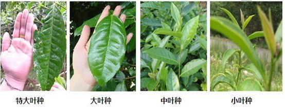 摘茶葉最快的方法，采摘茶葉怎么才能快？