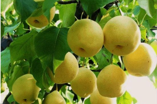 一把真正的本山綠泥壺最低多少錢，什么價格能買到本山綠泥紫砂壺？