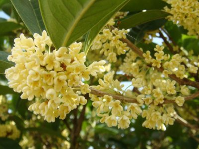 桂花泡茶禁忌，桂花泡水喝的9大禁忌