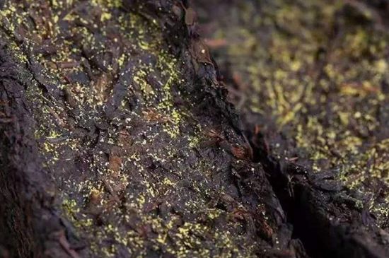 茯磚茶與普洱茶哪個(gè)好，茯茶和普洱茶口味區(qū)別