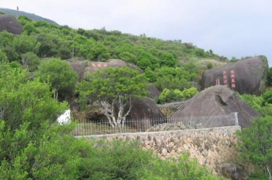 宋種一號(hào)價(jià)值為什么高，鳳凰單樅宋種1號(hào)價(jià)格與產(chǎn)量多少？