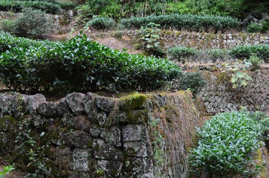 拼配的馬頭巖肉桂，還配叫馬肉嗎？請(qǐng)叫它“馬頭巖大紅袍”
