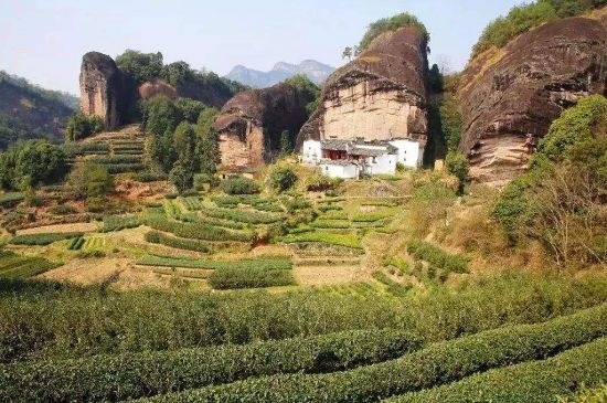 馬頭巖肉桂是大紅袍嗎，大紅袍肉桂屬于什么茶？