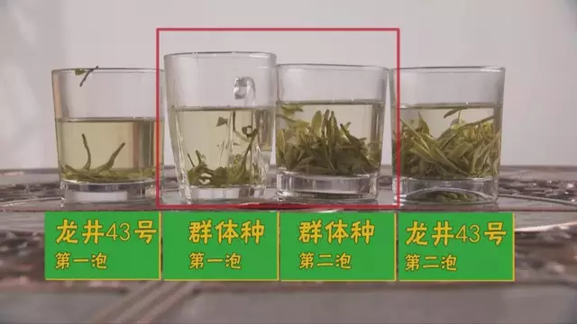 烏牛早和龍井的區(qū)別圖片，龍井43號(hào)和烏牛早茶的對(duì)比