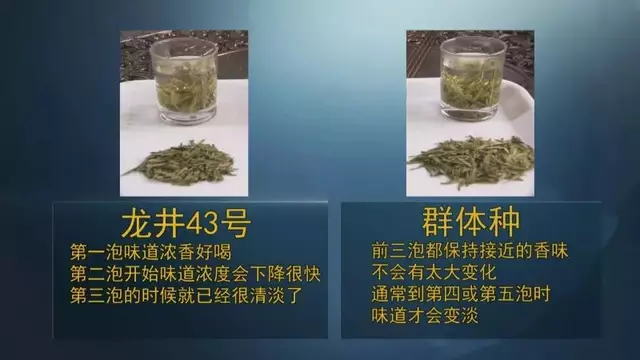 龍井群體種和43號(hào)的區(qū)別圖片，龍井43和群體種哪個(gè)好喝？