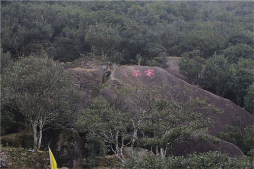 宋種一號(hào)價(jià)值為什么高，鳳凰單樅宋種1號(hào)價(jià)格與產(chǎn)量多少？