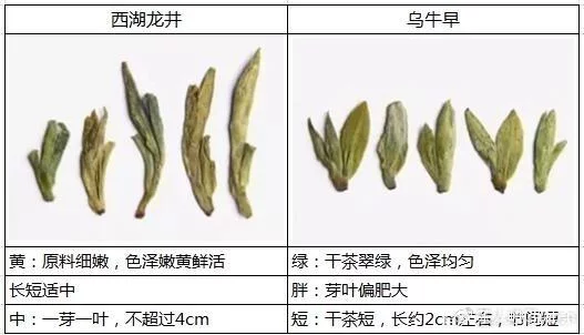 烏牛早和龍井的區(qū)別圖片，龍井43號(hào)和烏牛早茶的對(duì)比