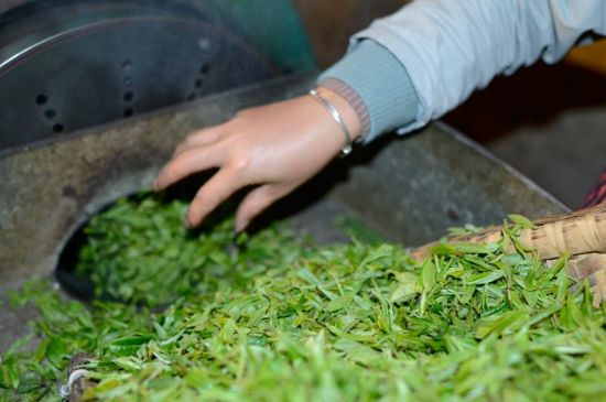 雀舌有一股青草味，雀舌為什么有青草味？