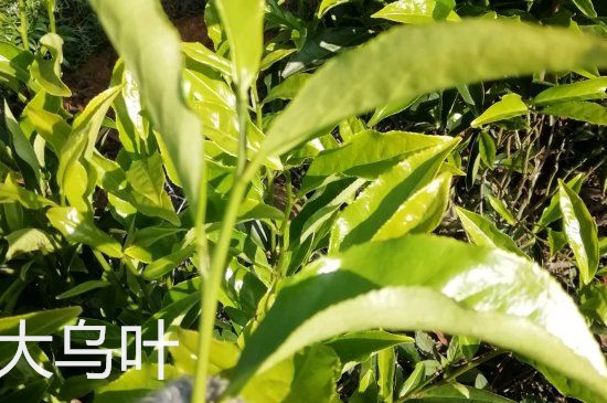 鴨屎香和大烏葉是同一種茶葉嗎，單叢大烏葉和鴨屎香有什么區(qū)別？