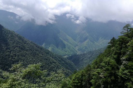 300塊錢的金駿眉能喝嗎，兩三百多金駿眉和一千多區(qū)別