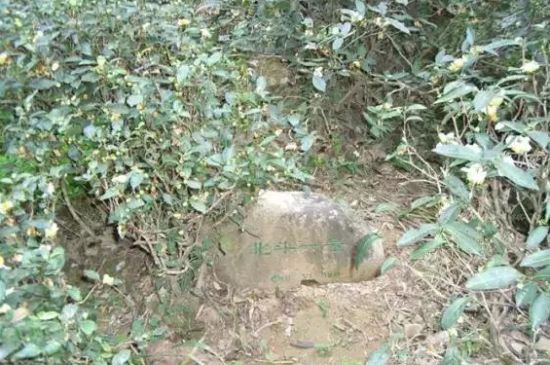 母樹大紅袍給誰喝了，為什么母樹大紅袍叫三棵六株？