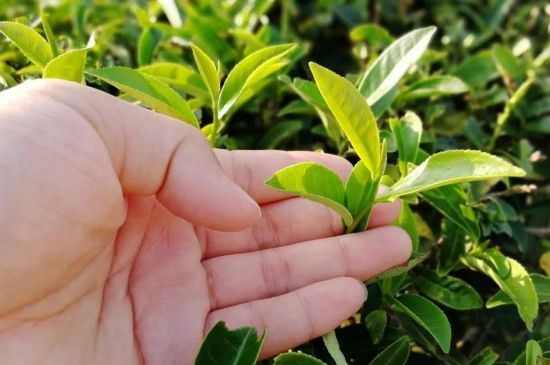 大紅袍四大品種有哪些，大紅袍的種類和著名品種特點(diǎn)介紹