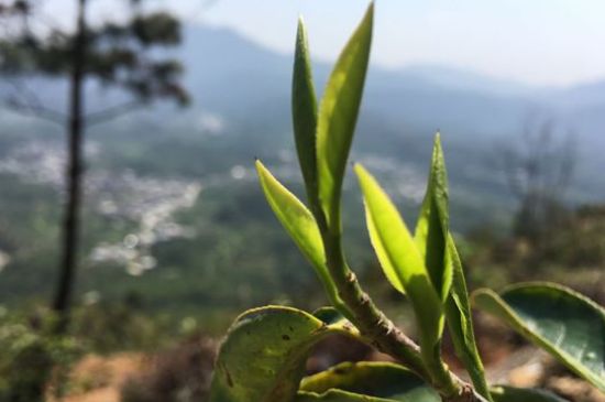 鳳凰單樅什么人不能喝，哪些人不能飲單叢茶