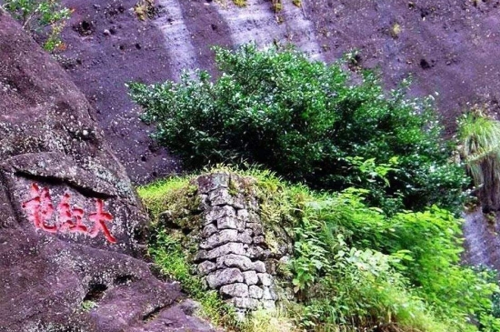 宋種一號(hào)價(jià)值為什么高，鳳凰單樅宋種1號(hào)價(jià)格與產(chǎn)量多少？