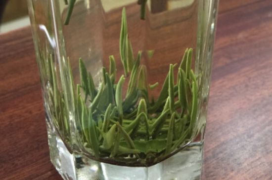 竹葉青和雀舌哪個貴，竹葉青茶貴嗎？