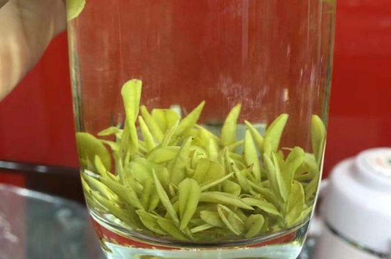 茶中奇葩黃金芽，安吉白茶中黃金芽的特點(diǎn)